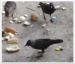 Quel corbeau du Vieux Rocher '