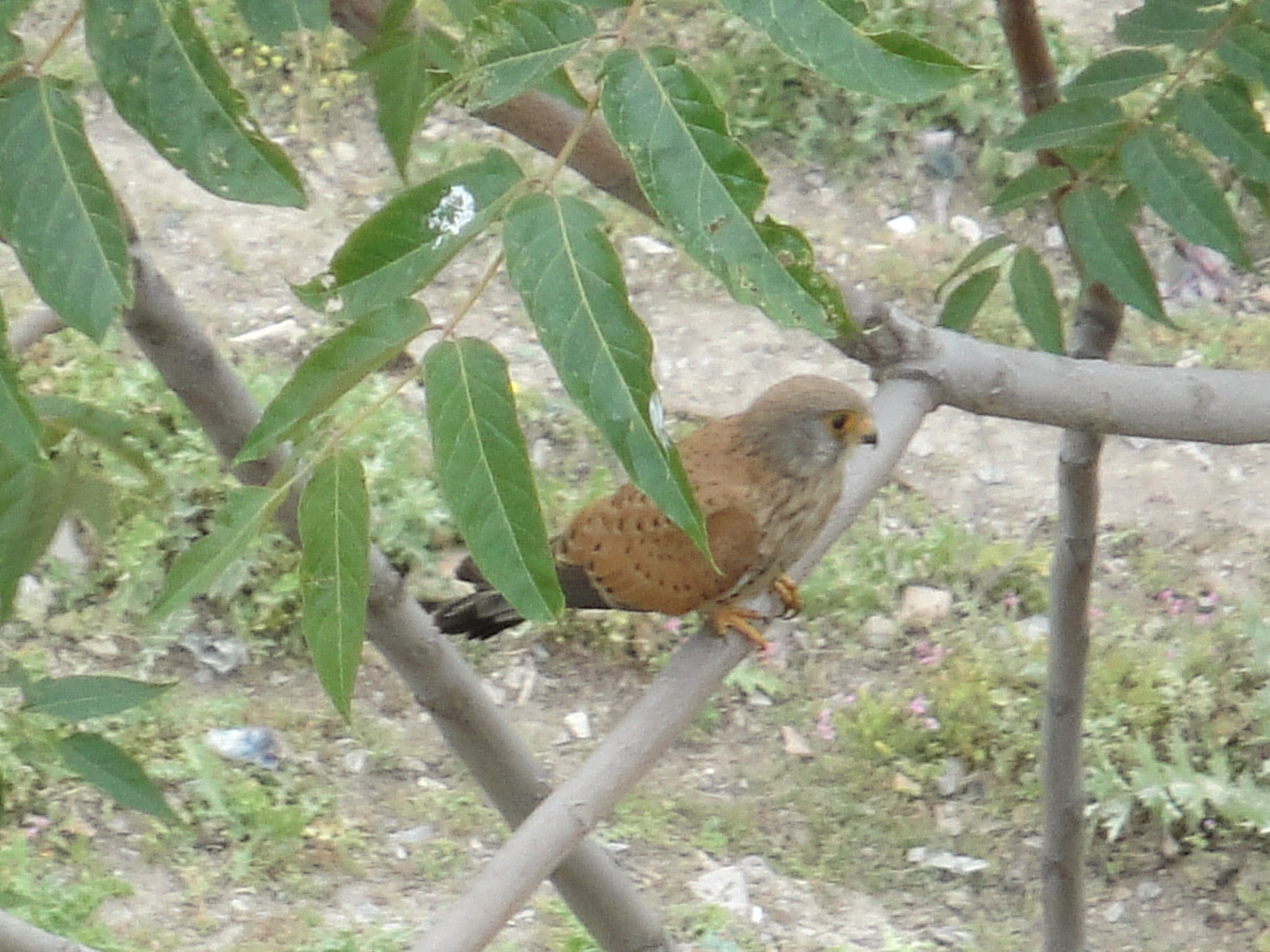 Faucon crécerelle dans les gorges du Rhumel à Constantine