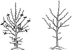 La taille de nos arbres d'alignement