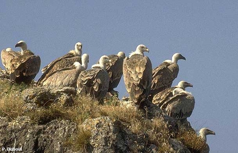 Réapparition du Vautour fauve au djebel Zouaoui