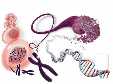 Lancement du séquençage du génome algérien