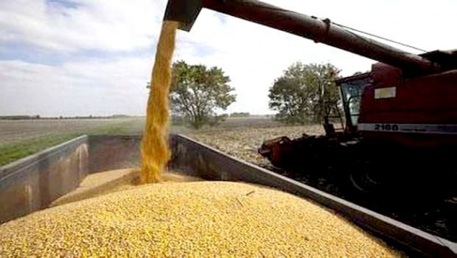 Une production record de céréales attendue à Ain Temouchent