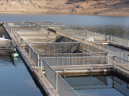 استزراع أنواع جديدة من الأسماك بسدود ولاية ميلة