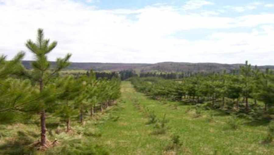 Renforcement des dispositifs de proximité dans les zones forestières d'Oran