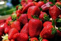 Quarante producteurs à la traditionnelle fête de la fraise