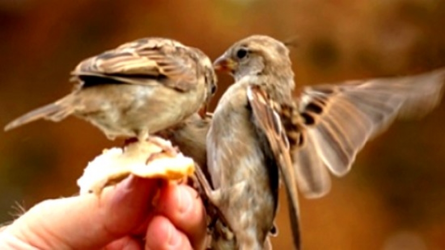 Nourrir les oiseaux sauvages favorise les espèces envahissantes