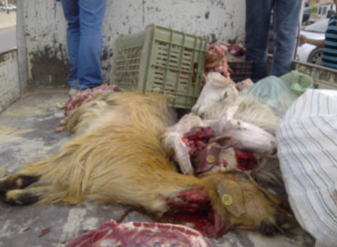 الجمهورية ترافق شرطة العمران و بياطرة مكتب النظافة بتيارت