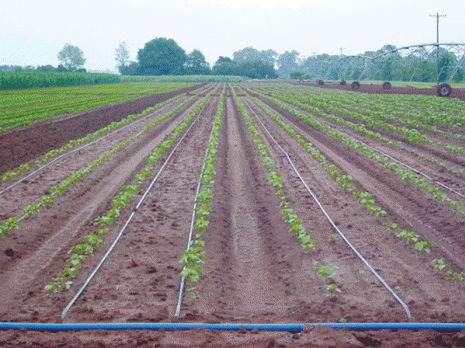 Edimma de Mouzaïa (Blida)