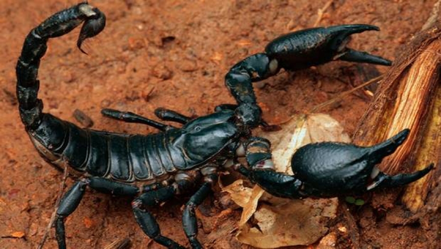 Plus de 46.000 piqûres de scorpions et 41 décès enregistrés en 2014