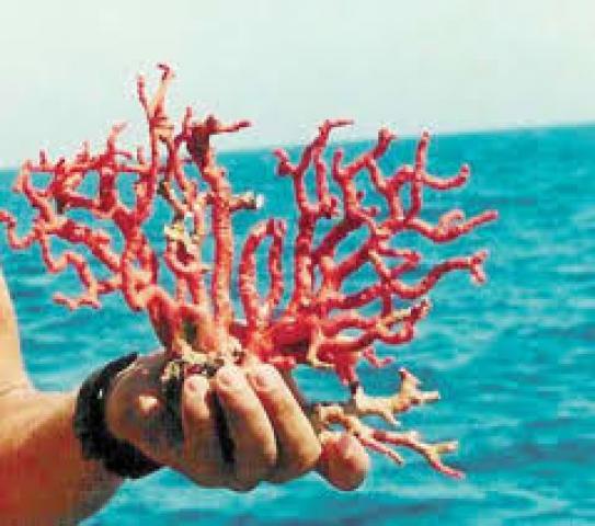 توقيف عصابة لسرقة ونهب المرجان بشواطئ سكيكدة