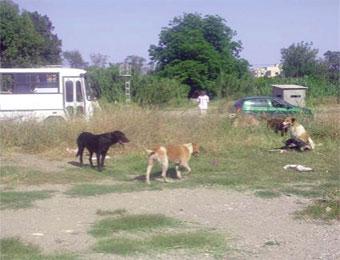 مقتل طفل بسبب الكلاب الضالة بتيارت