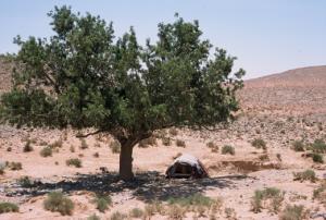 Aflou, pistacheraies algériennes
