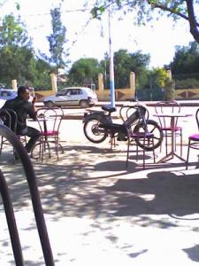 الشجرة رمز الحياة