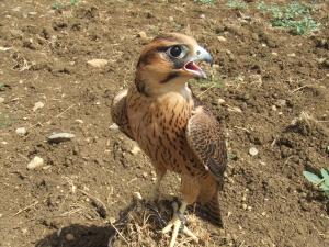 Approche des rapaces à Chlef