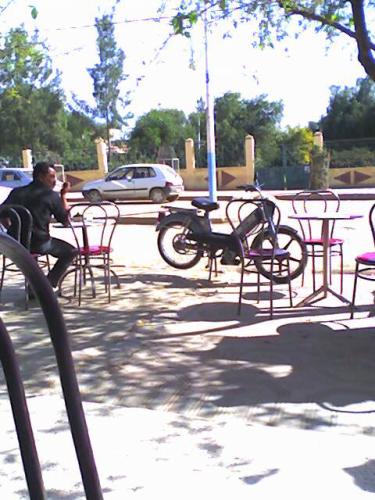 الشجرة رمز الحياة