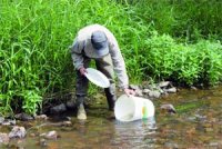 Lâcher de 7.000 alevins black-bass dans les barrages