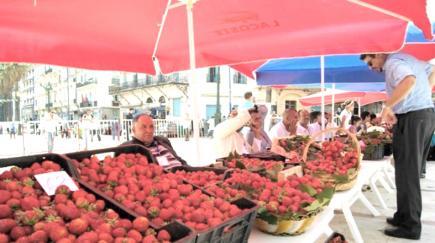 افتتاح معرض لبيع منتوج الفراولة بسكيكدة