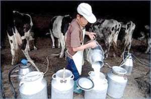 إنتاج 280 ألف لتر من الحليب يوميا بسيدي بلعباس