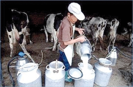 إنتاج 280 ألف لتر من الحليب يوميا بسيدي بلعباس