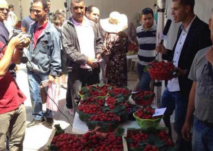 السعيد بولعراس يتوج بجائزة أحسن منتج للفراولة بسكيكدة