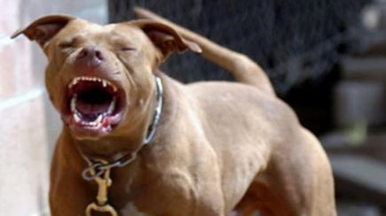 3 كلاب شرسة تنهش جسد رضيع في الشرفة ببلدية عنابة