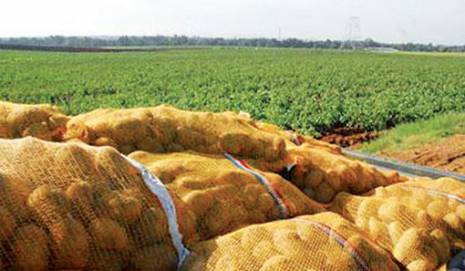 Filière pomme de terre