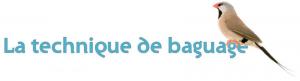 Baguage des oiseaux en Algérie