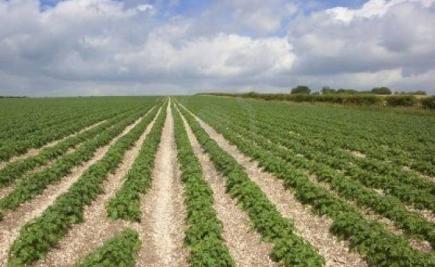 700 مربي مواش بوهران يطالبون وزير الفلاحة بدعمهم بالأراضي