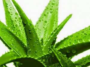 L'ALOE VERA ET LA REGULATION DU POIDS !!!!