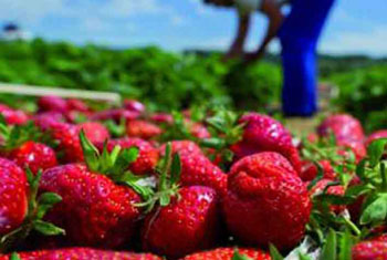 Traditionnelle fête de la fraise à Jijel