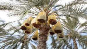 Plus de 88 millions DA pour la lutte contre le Boufaroua et le Myelois dans les wilayas productrices de dattes