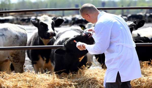 Jumelage Algérie-UE