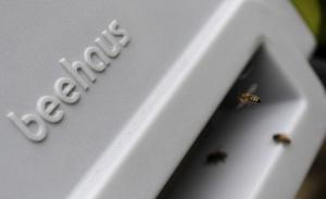 Les anglais et les abeilles