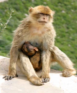 L'appel de M. Haddad relatif au singe magot