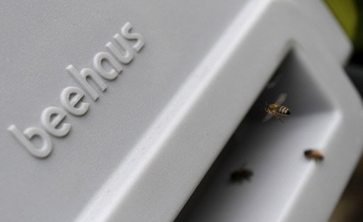 Les anglais et les abeilles