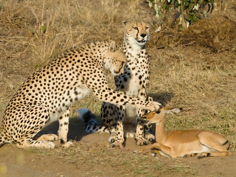 Les fauves du Kenya pourraient disparaître