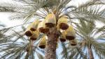 Une usine de production de dérivés de dattes, fruit d'un partenariat algéro-italien, bientôt à Biskra