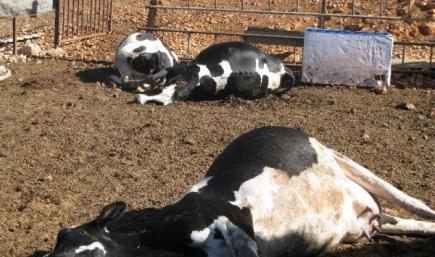 نفوق 13 رأسا من البقر يثير مخاوف الفلاحين بالمدية