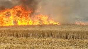 38 hectares de superficies céréalières détruites par les flammes à Aïn Temouchent