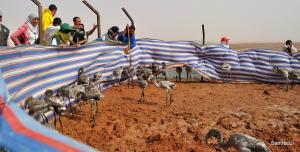 Le baguage du flamant rose en Algérie. Des conséquences scientifiques importantes