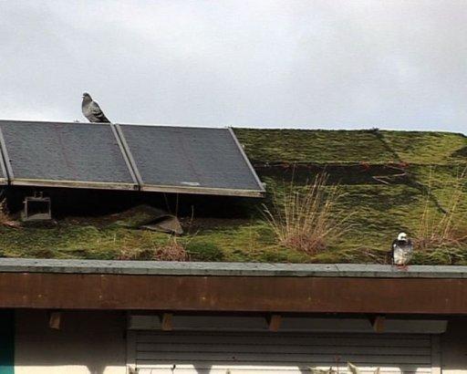 Royaume uni, une école classée réserve naturelle