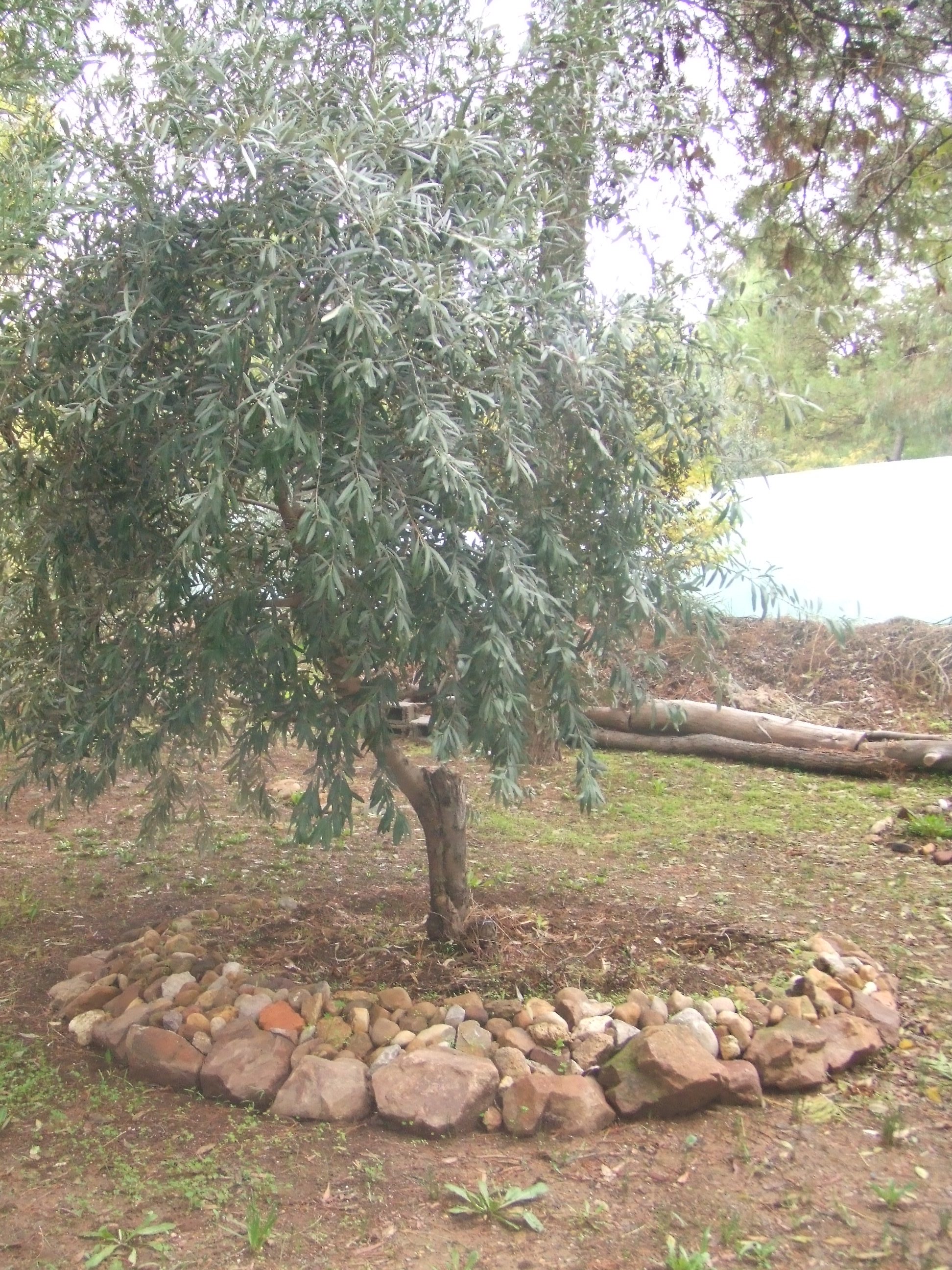 Une association pour sauver l'olivier