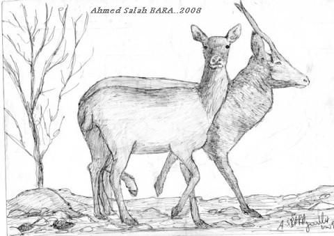 Un centre cynégétique veut préserver le cerf de Berbérie