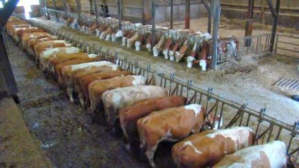 أمن وهران يوقف 4 أشخاص متورطين في الذبح غير الشرعي للأبقار والمواشي