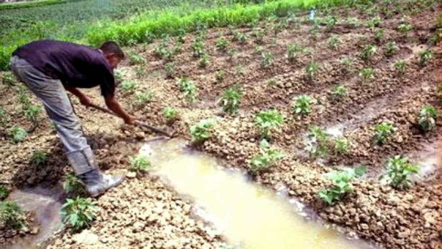 A Aïn Defla, les métiers de l'agriculture boudés par les jeunes