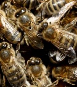 Abeilles : le rôle des pesticides confirmé dans leur surmortalité
