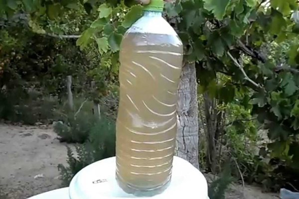 عصير النخل ينافس بقية المشروبات على الموائد الرمضانية في الوادي