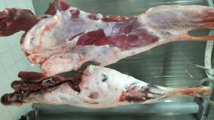 سيدي بلعباس