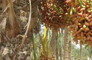 Le M'naguer (datte précoce) fait son apparition chez les marchands des fruits et légumes de Ghardaïa