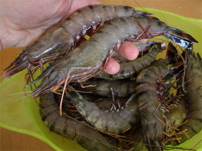 L'élevage de la crevette matsagoune redynamisé